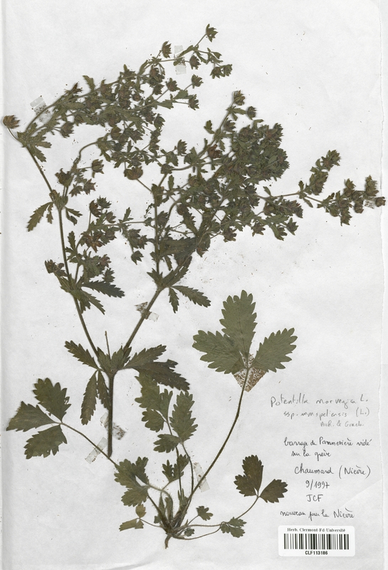 Potentilla norvegica monspeliensis (Rosaceae)