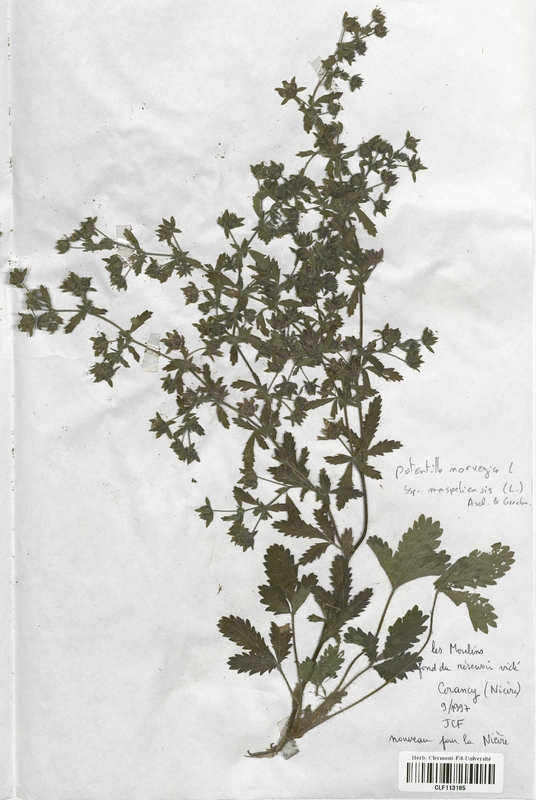 Potentilla norvegica monspeliensis (Rosaceae)