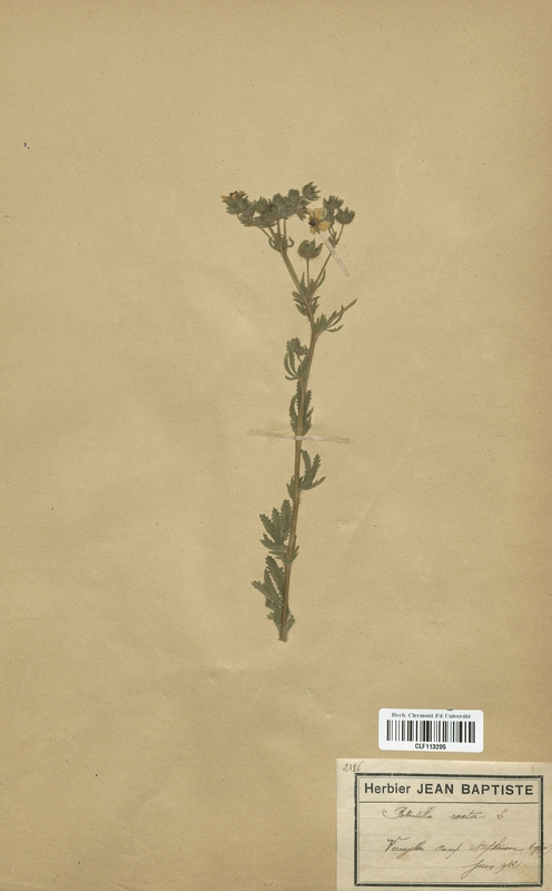 Potentilla recta (Rosaceae)