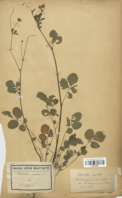 Potentilla rupestris (Rosaceae)