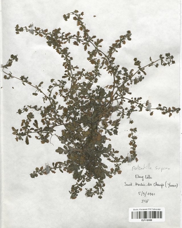 Potentilla supina (Rosaceae)