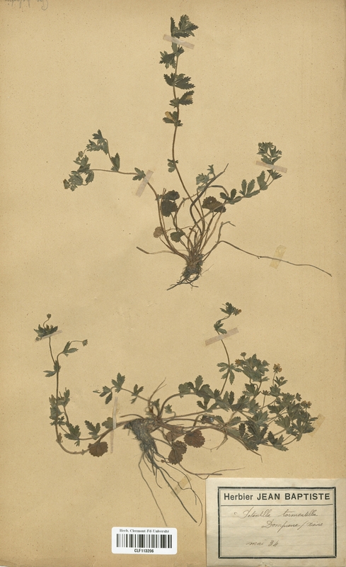 Potentilla tormentilla (Rosaceae)
