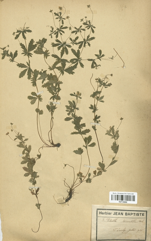 Potentilla tormentilla (Rosaceae)