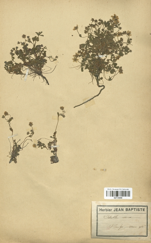 Potentilla verna (Rosaceae)