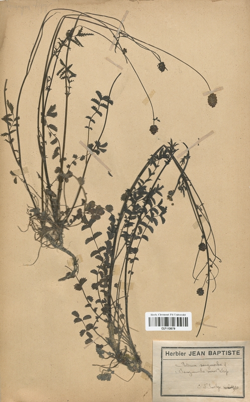 Poterium sanguisorba (Rosaceae)
