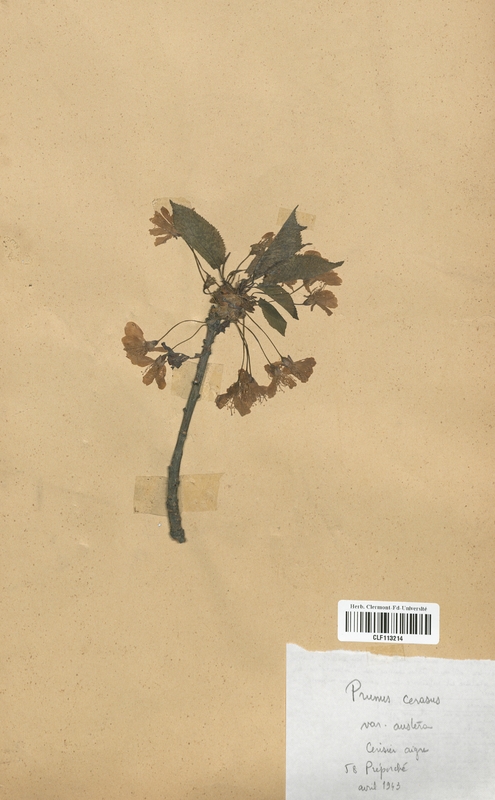 Prunus cerasus austera (Malaceae)