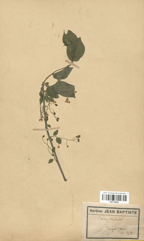 Prunus mahaleb (Malaceae)