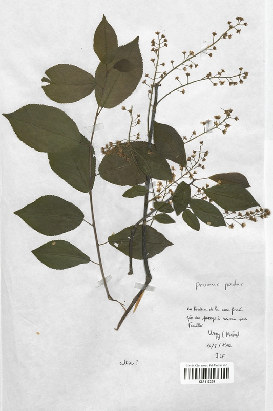 Prunus padus (Malaceae)