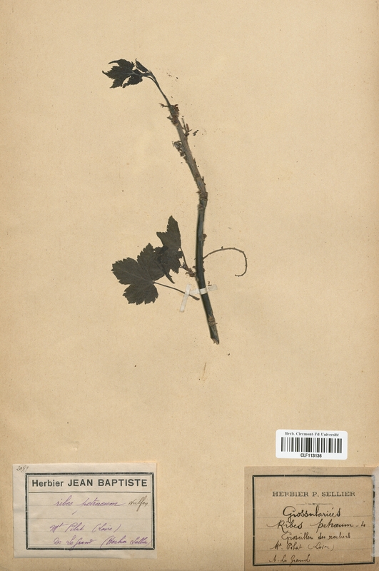 Ribes petraeum (Grossulariaceae)