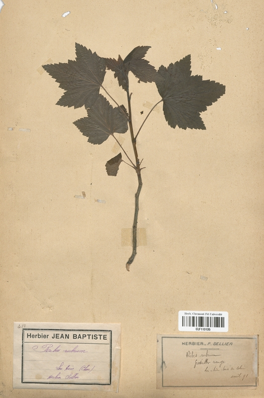 Ribes rubrum (Grossulariaceae)