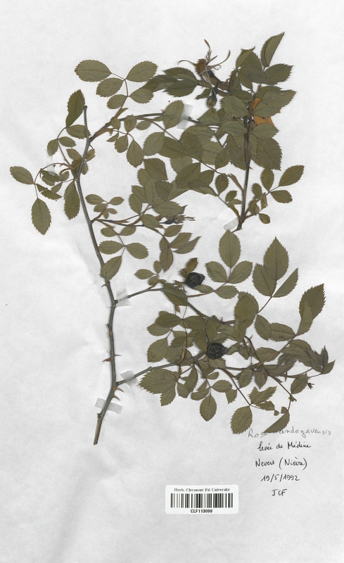 Rosa andegavensis (Rosaceae)