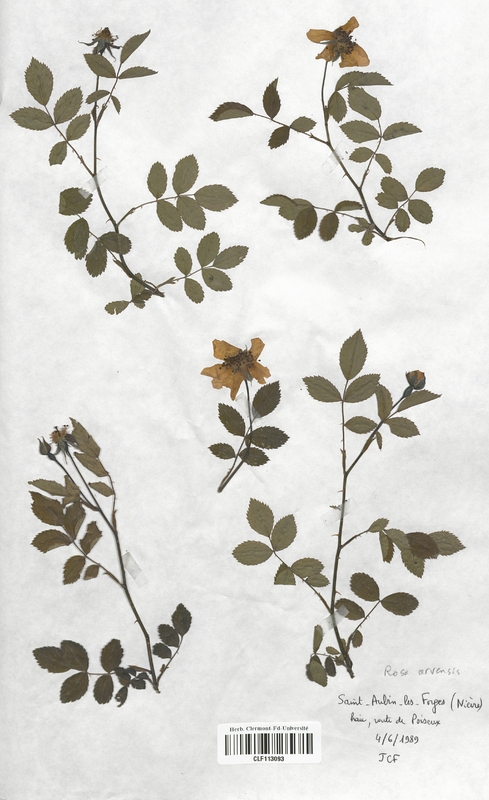 Rosa arvensis (Rosaceae)