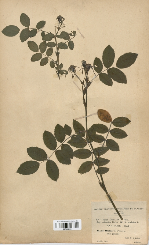 Rosa azfeliana (Rosaceae)