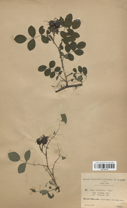 Rosa azfeliana coriifolia (Rosaceae)