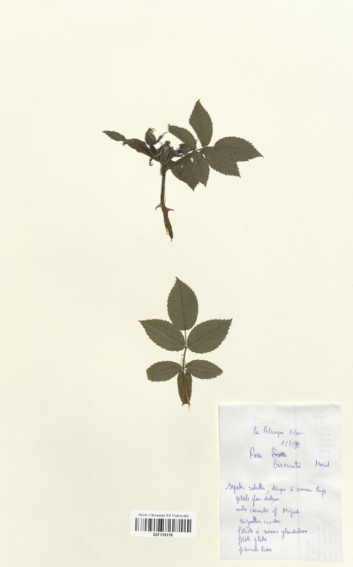 Rosa biserrata (Rosaceae)