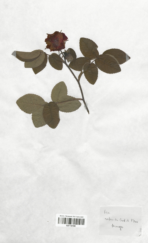 Rosa (Rosaceae)