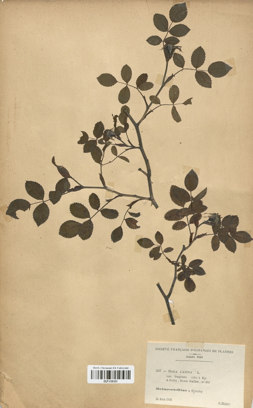 Rosa canina (Rosaceae)