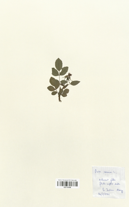 Rosa canina (Rosaceae)