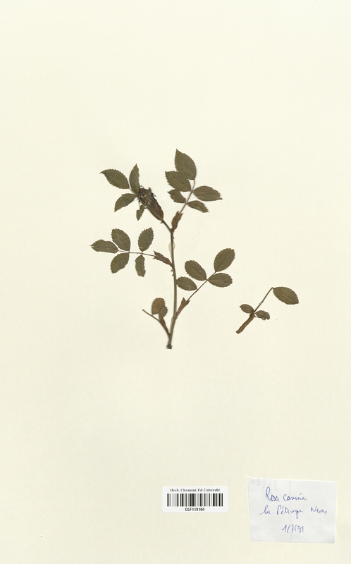 Rosa canina (Rosaceae)
