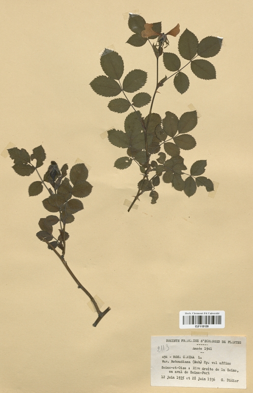 Rosa canina (Rosaceae)