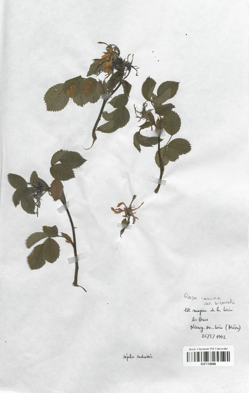 Rosa canina biserrata (Rosaceae)