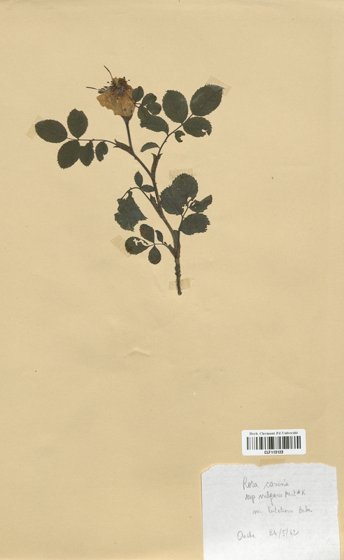 Rosa canina vulgaris lutetiana (Rosaceae)
