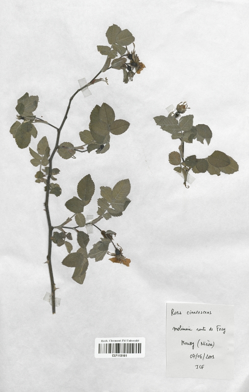 Rosa cinerascens (Rosaceae)