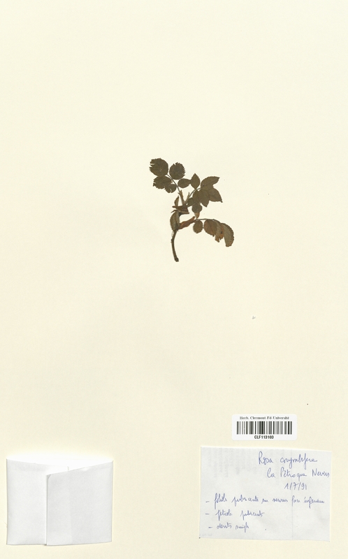 Rosa corymbifera (Rosaceae)