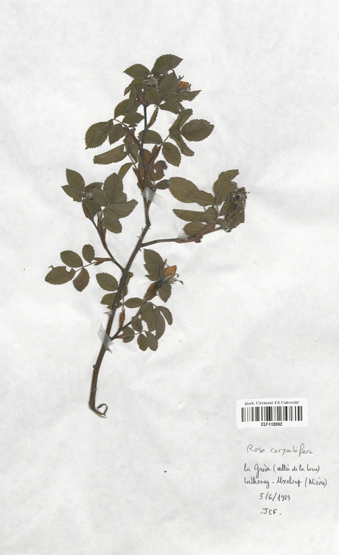 Rosa corymbifera (Rosaceae)