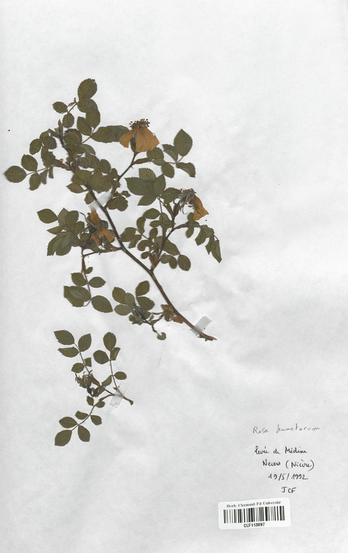 Rosa dumetorum (Rosaceae)