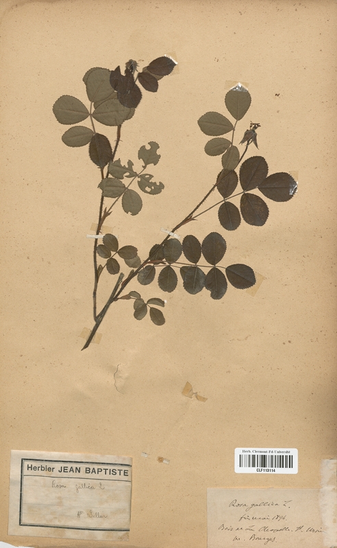 Rosa gallica (Rosaceae)