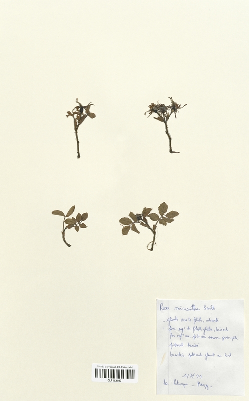 Rosa macrantha (Rosaceae)
