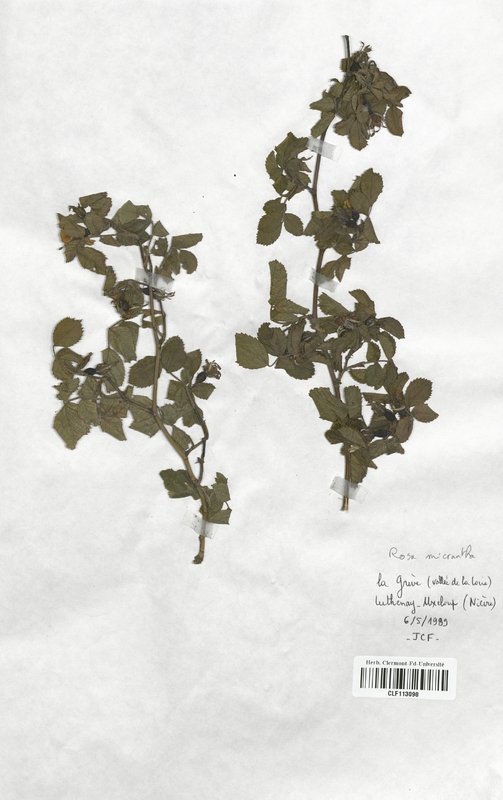 Rosa micrantha (Rosaceae)