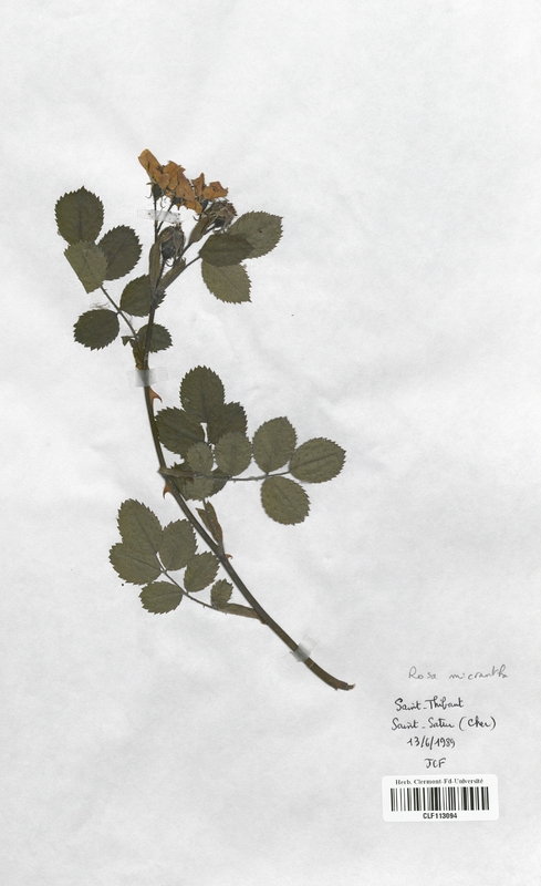 Rosa micrantha (Rosaceae)