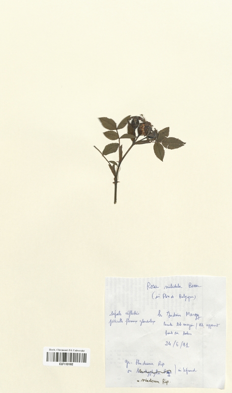 Rosa nitidula (Rosaceae)