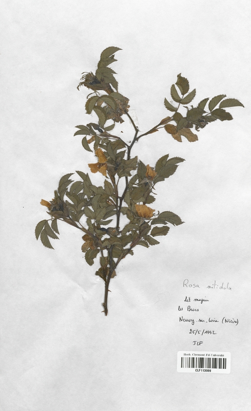 Rosa nitidula (Rosaceae)