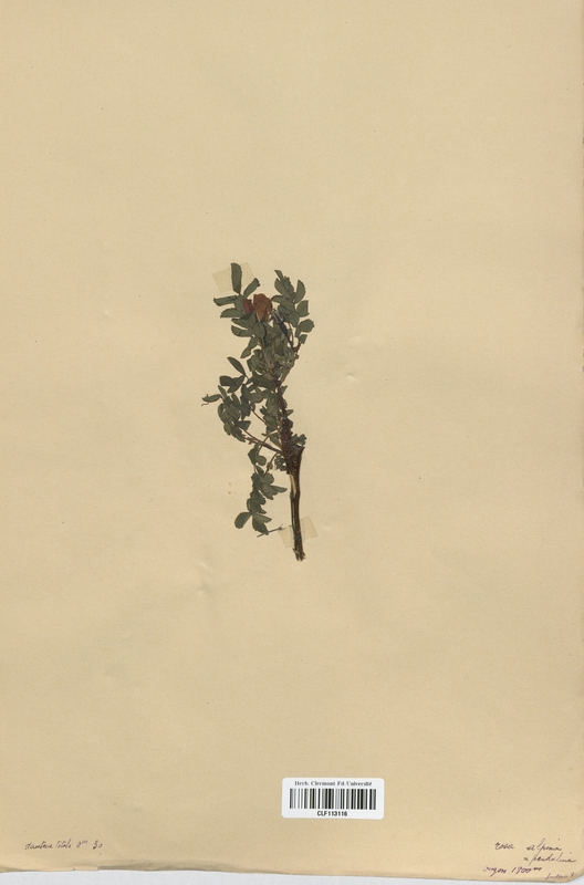 Rosa pendulina (Rosaceae)