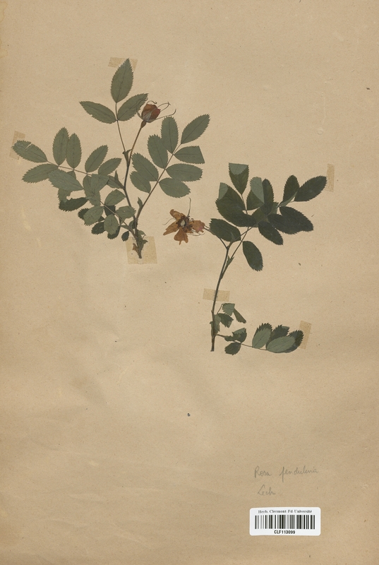 Rosa pendulina (Rosaceae)