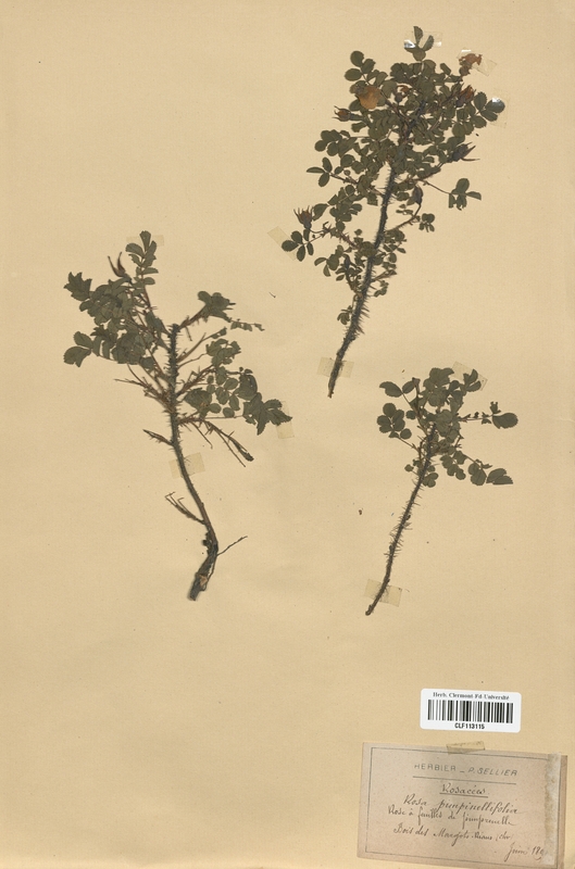 Rosa pimpinellifolia (Rosaceae)
