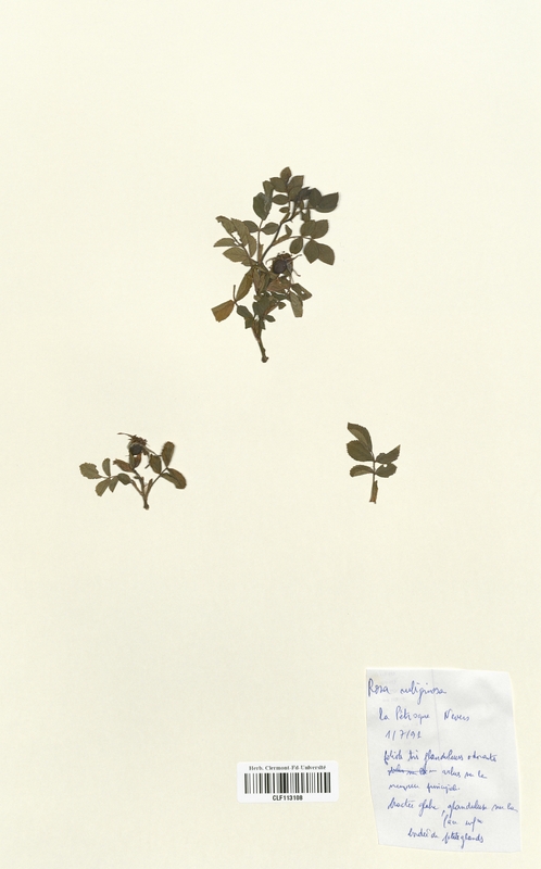 Rosa ruliginosa (Rosaceae)