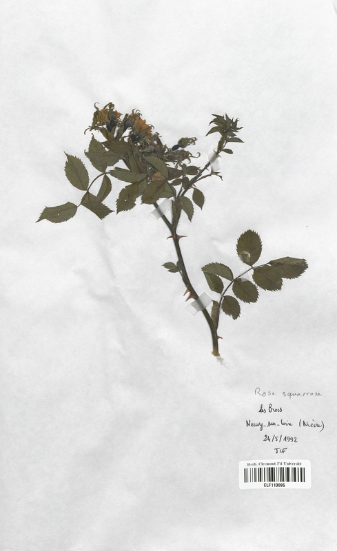 Rosa squarrosa (Rosaceae)