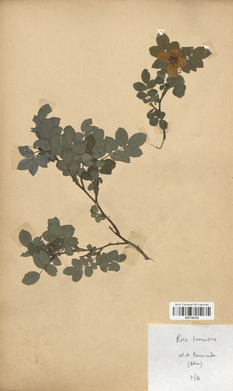 Rosa tomentosa (Rosaceae)