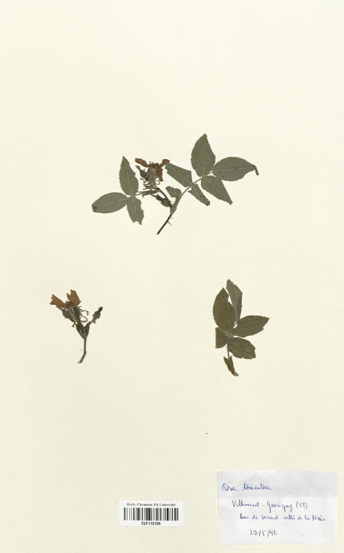 Rosa tomentosa (Rosaceae)