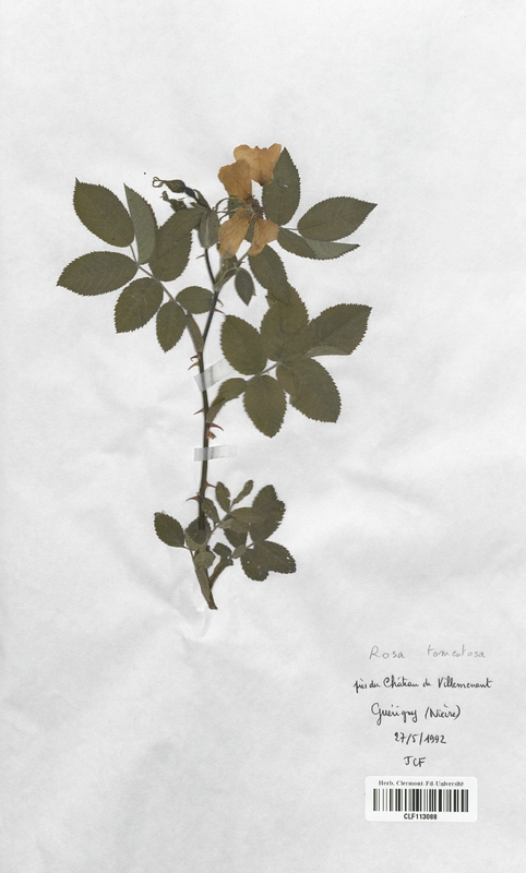 Rosa tomentosa (Rosaceae)