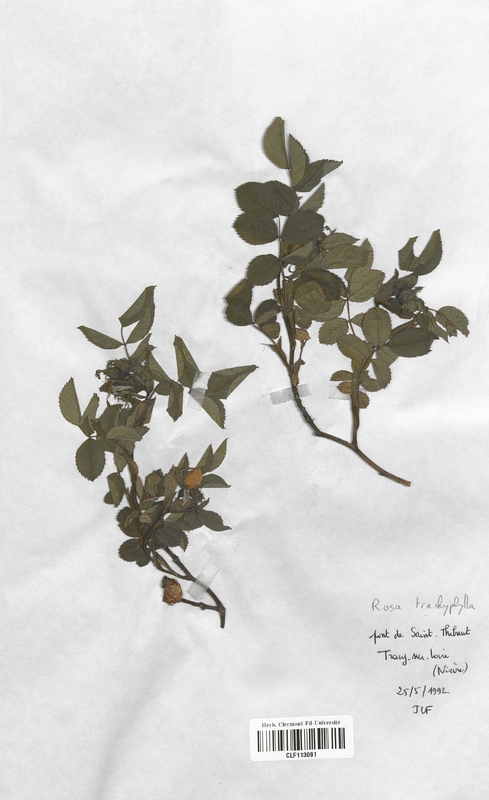 Rosa trachyphylla (Rosaceae)