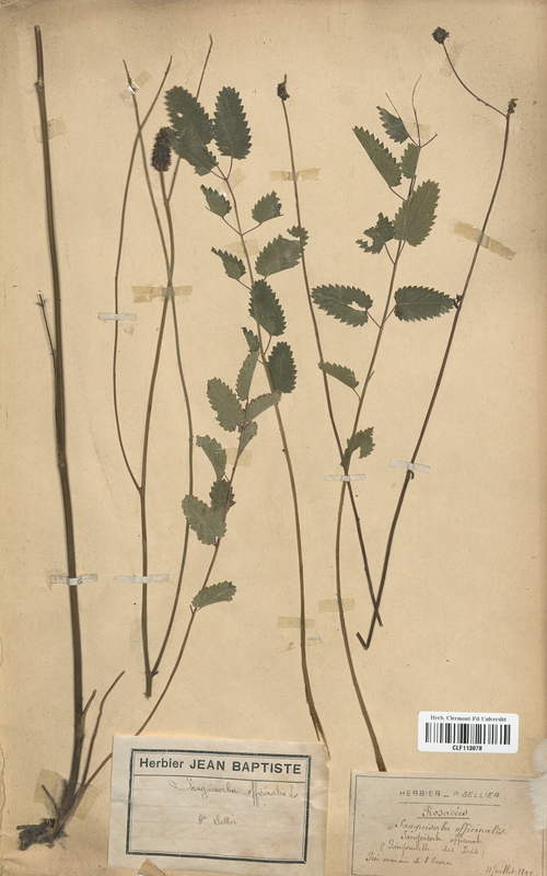 Sanguisorba officinalis (Rosaceae)