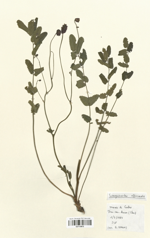 Sanguisorba officinalis (Rosaceae)
