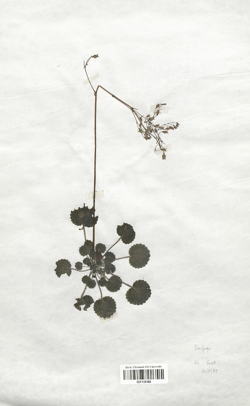Saxifraga aizoides (Saxifragaceae)