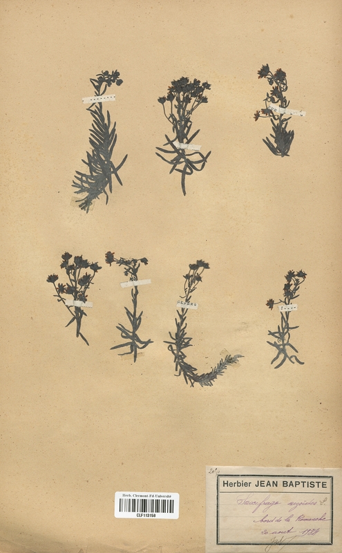 Saxifraga aizoides (Saxifragaceae)