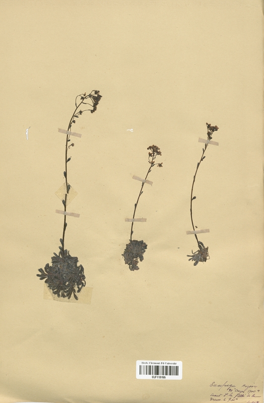 Saxifraga aizoon (Saxifragaceae)